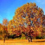 Alberi