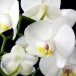 Orchiedee