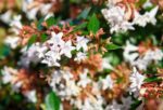 abelia grandiflora