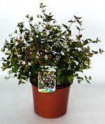 abelia grandiflora 2