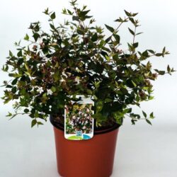 abelia grandiflora 2