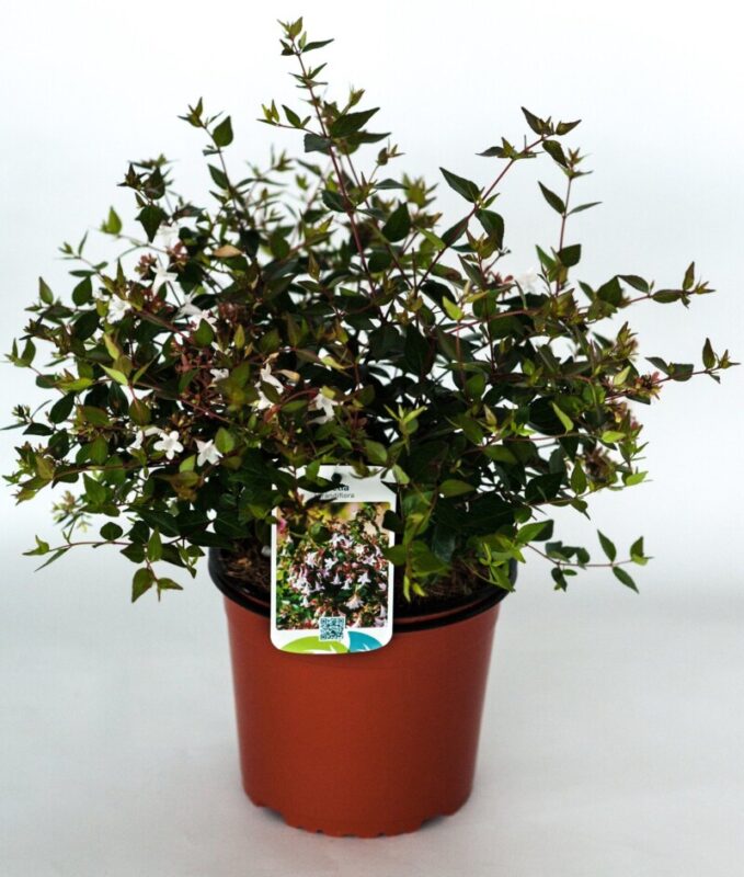 abelia grandiflora 2