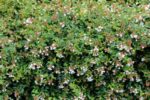 abelia grandiflora compacta