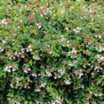 abelia grandiflora compacta