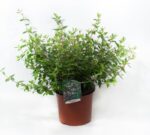 abelia grandiflora compacta 2