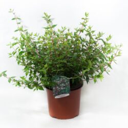 abelia grandiflora compacta 2