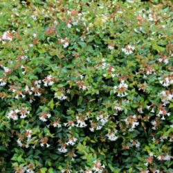 abelia grandiflora compacta