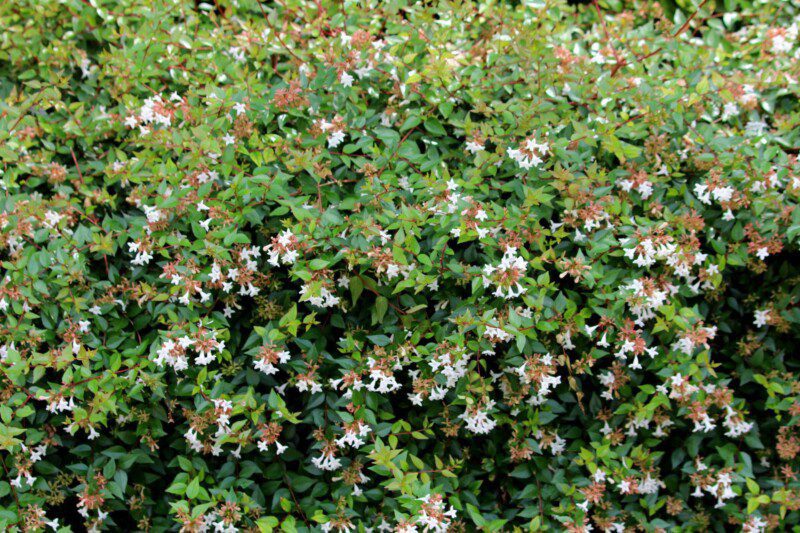 abelia grandiflora compacta abelia grandiflora compacta
