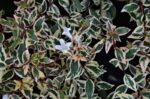 abelia grandiflora confetti 1