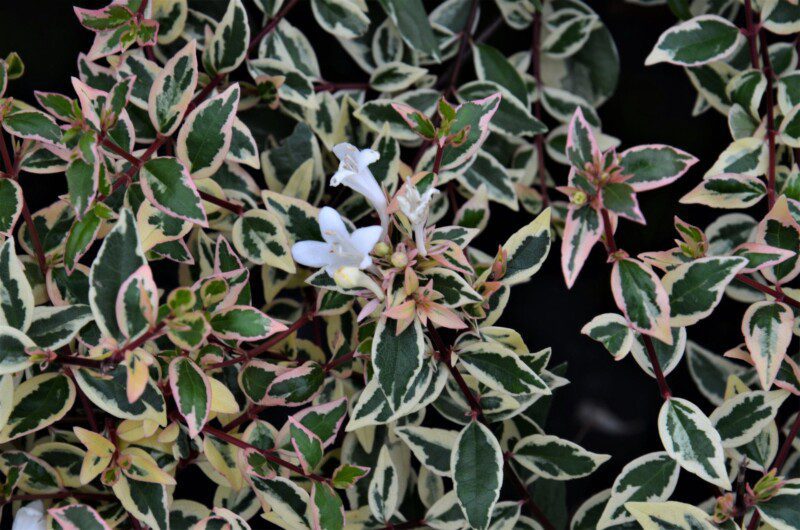 abelia grandiflora confetti 1 abelia grandiflora confetti 1