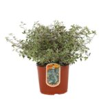 abelia grandiflora confetti