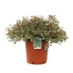 abelia grandiflora confetti 5