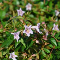 abelia grandiflora edward dettaglio 000102