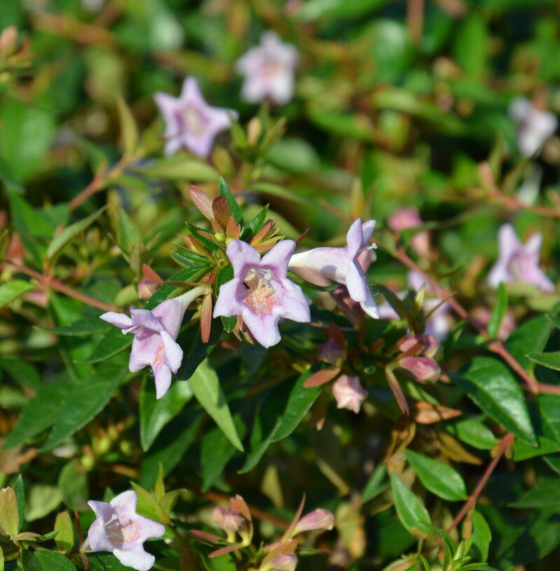 abelia grandiflora edward dettaglio 000102 abelia grandiflora edward dettaglio 000102
