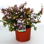 abelia grandiflora edward produzione 000102