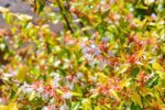 abelia grandiflora kaleidoscope 1