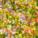 abelia grandiflora kaleidoscope 1