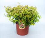 abelia grandiflora kaleidoscope