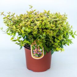 abelia grandiflora kaleidoscope