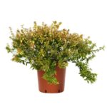abelia grandiflora kaleidoscope 3