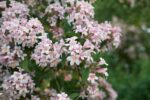 abelia grandiflora little beauty