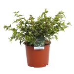 abelia grandiflora little beauty 2