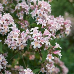 abelia grandiflora little beauty