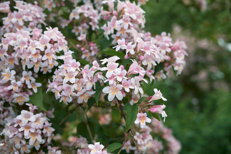 abelia grandiflora little beauty abelia grandiflora little beauty