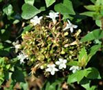 abelia grandiflora little richard