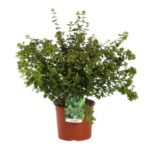 abelia grandiflora little richard 2