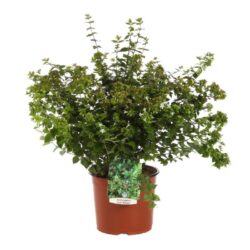 abelia grandiflora little richard 2