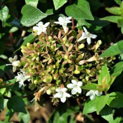 abelia grandiflora little richard