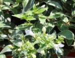 abelia grandiflora lucky lots