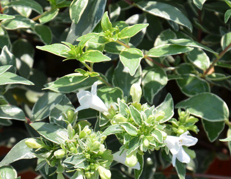 abelia grandiflora lucky lots