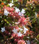abelia grandiflora magic daydream