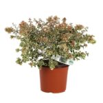 abelia grandiflora magic daydream 2