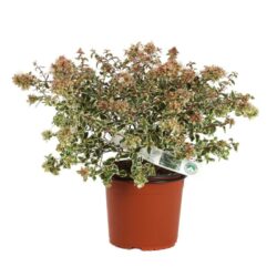 abelia grandiflora magic daydream 2