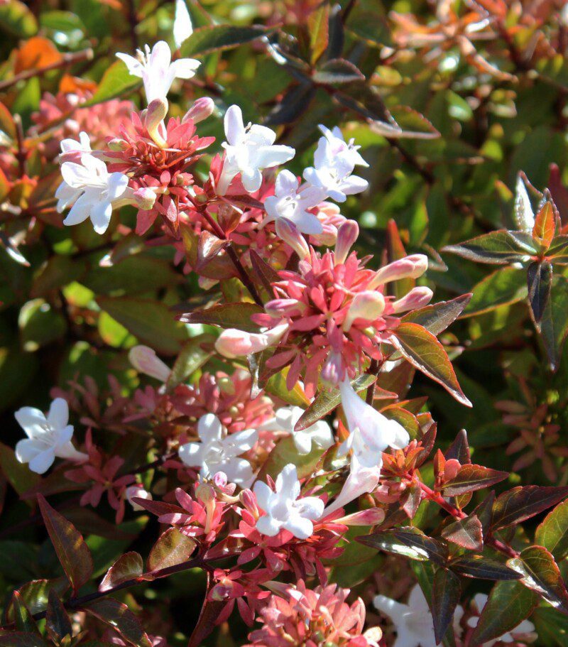 abelia grandiflora magic daydream abelia grandiflora magic daydream