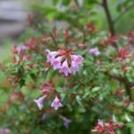 abelia grandiflora pink bells 2