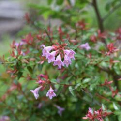 abelia grandiflora pink bells 2