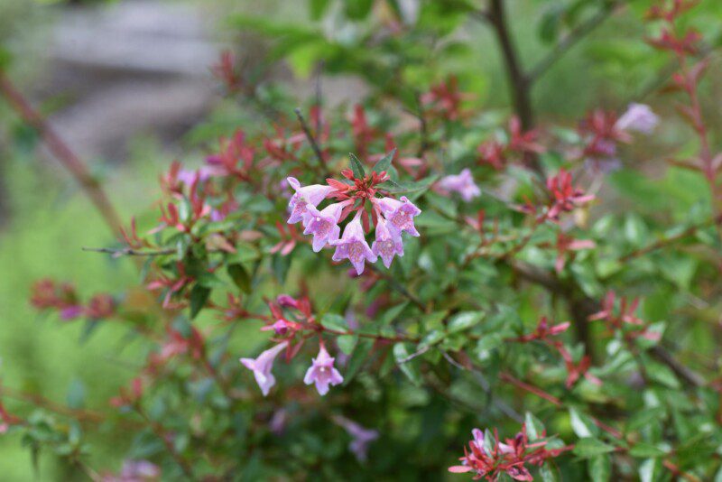abelia grandiflora pink bells 2