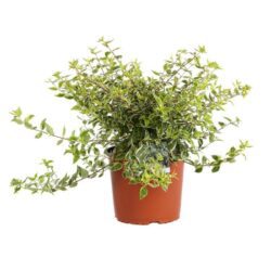 abelia grandiflora radiance 2