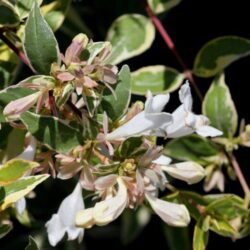 abelia grandiflora radiance