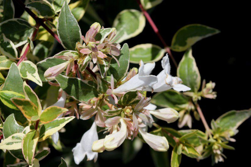 abelia grandiflora radiance