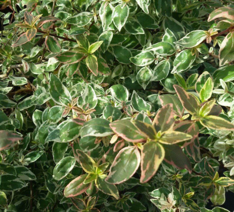 abelia grandiflora sparkling silver 1