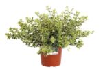 abelia grandiflora sparkling silver