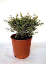 abelia grandiflora sparkling silver 3
