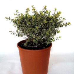 abelia grandiflora sparkling silver 3
