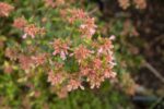 abelia grandiflora sunshine daydream
