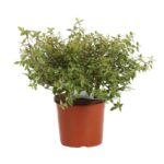 abelia grandiflora sunshine daydream 2